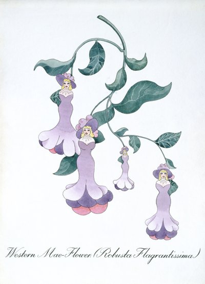 Westelijke Mae-Bloem (Robusta Flagrantissima), illustratie uit 