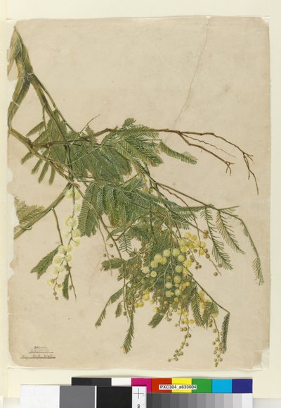 Acacia, 1805 door John William Lewin