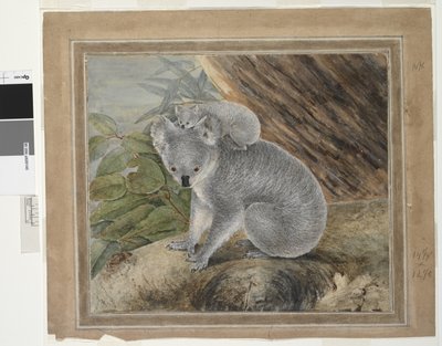 Koala en jong, 1803 door John William Lewin