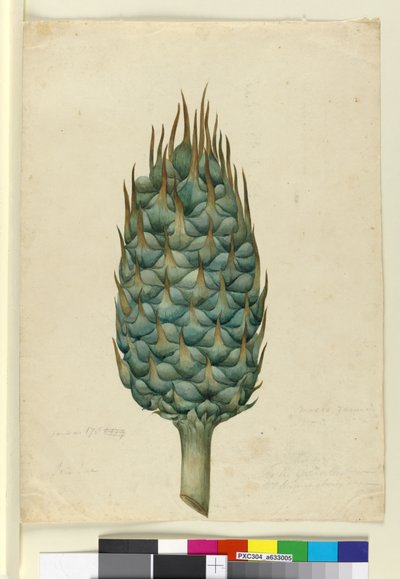 Macrozamia, c.1803-06 door John William Lewin