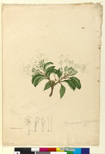 Pagina 100. Clerodendrum tomentosum door John William Lewin