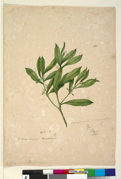 Pagina 101. Myoporum acuminatum door John William Lewin