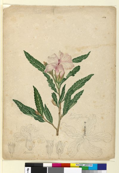 Pagina 104. Hibiscus heterophyllus door John William Lewin