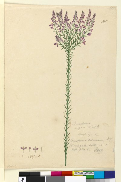 Pagina 105. Comesperma ericinum door John William Lewin