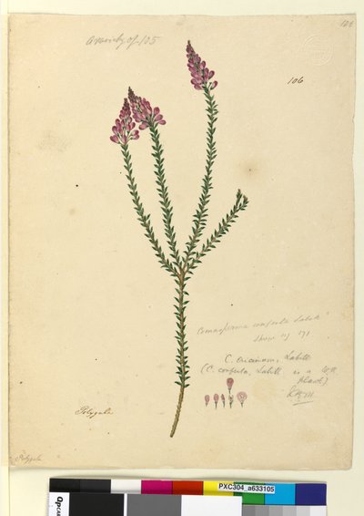 Pagina 106. Comesperma ericinum door John William Lewin
