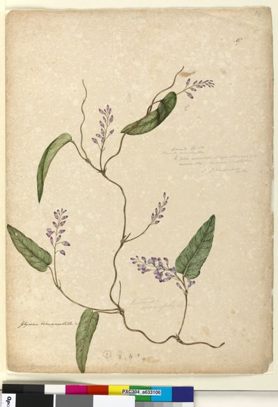 Pagina 107. Glycine bimaculataGlycine tabacina? door John William Lewin