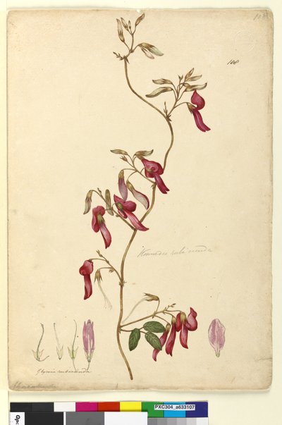 Pagina 108. Kennedia rubicunda door John William Lewin