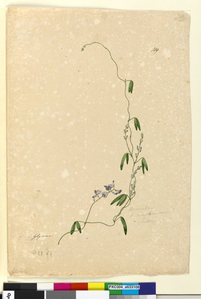 Pagina 109. Kennedia comptonianaHardenbergia comptoniana door John William Lewin
