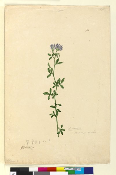 Pagina 110. Medicago sativa door John William Lewin