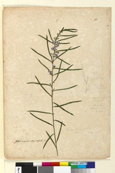 Pagina 111. Hovea longifolia door John William Lewin