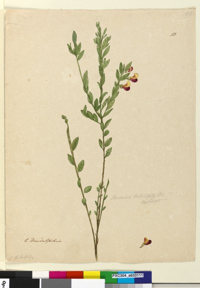 Pagina 113. Bossiaea heterophylla door John William Lewin