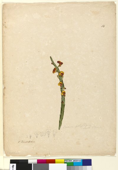 Pagina 114. Bossiaea scolopendria door John William Lewin
