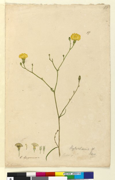 Pagina 117. Hypochaeris door John William Lewin