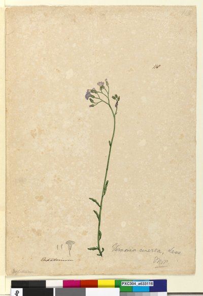 Pagina 118. Vernonia cinerea door John William Lewin
