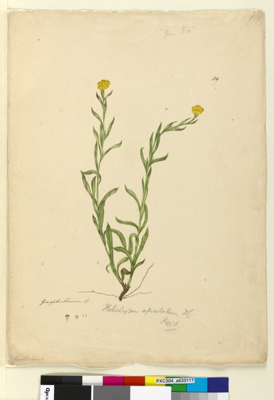 Pagina 119. Helichrysum apiculatumChrysocephalum apiculatum door John William Lewin
