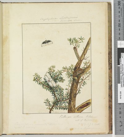 Pagina 11. Plaat 3 Cryptophasa Septosfermi Pultenae Lewin door John William Lewin