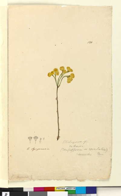 Pagina 120. Elichrysum door John William Lewin