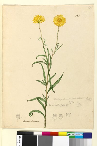 Pagina 121. Elichrysum bracteatum door John William Lewin