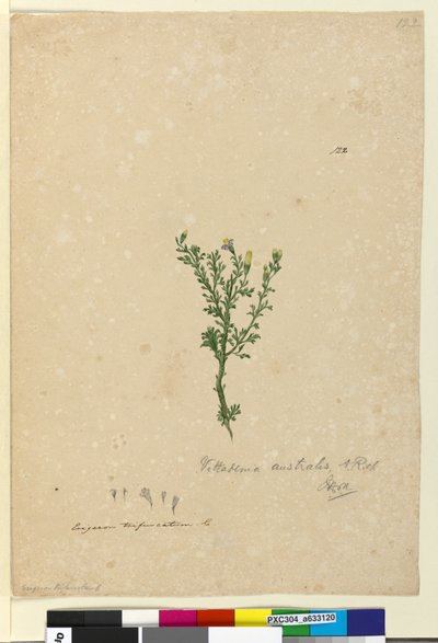 Pagina 122. Vittadinia australis door John William Lewin