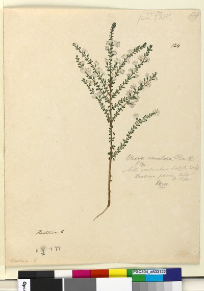 Pagina 124. Olearia ramulosa door John William Lewin