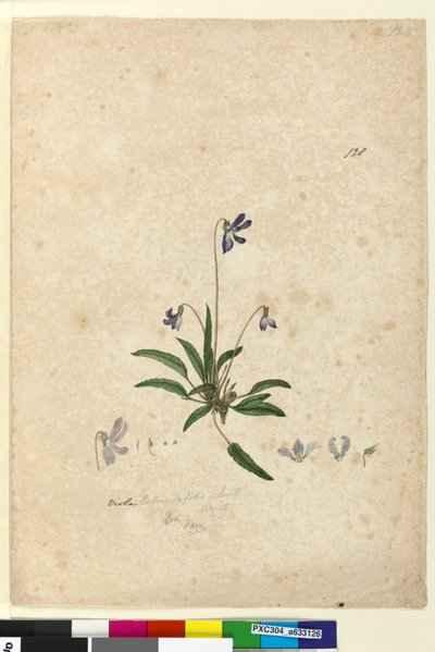 Pagina 128. Viola betonicifolia door John William Lewin