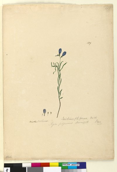 Pagina 129. Ionidium filiforme, c.1803-06 door John William Lewin