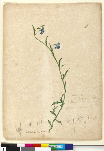 Pagina 130. Lobelia hostataLobelia gracilis door John William Lewin