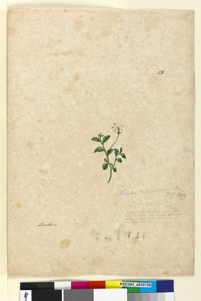 Pagina 131. Lobelia purpurascens door John William Lewin