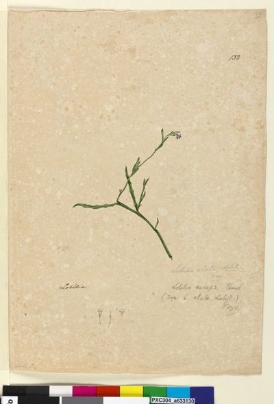 Pagina 132. Lobelia alata door John William Lewin