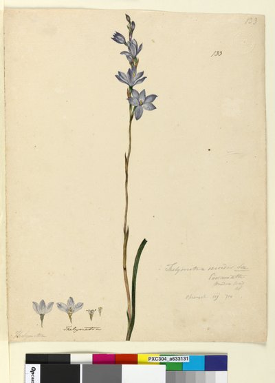 Pagina 133. Thelymitra ixioides door John William Lewin
