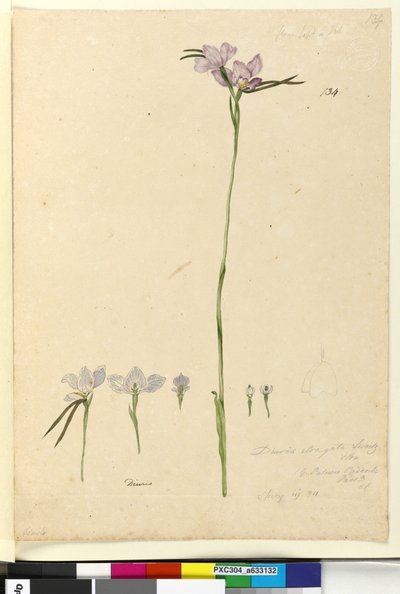 Pagina 134. Diuris elongata door John William Lewin