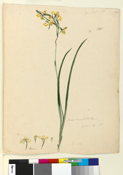 Pagina 135. Diuris maculata door John William Lewin