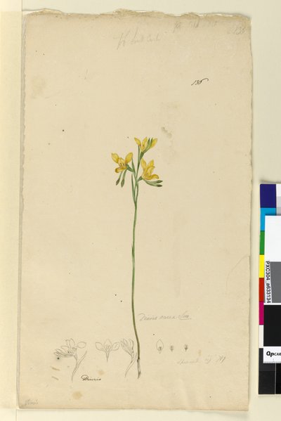 Pagina 136. Diuris aurea door John William Lewin