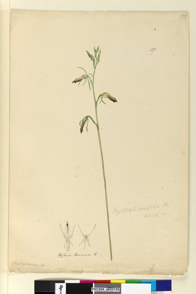 Pagina 137. Cryptostylis longifolia door John William Lewin