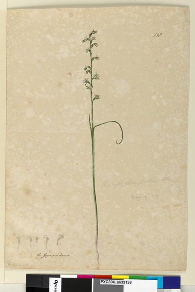 Pagina 138. Prasophyllum patens door John William Lewin