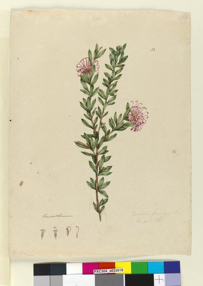 Pagina 13. Grevillea punicea, c.1803-06 door John William Lewin