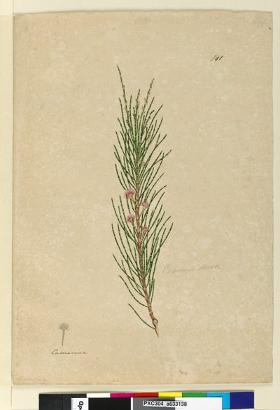 Pagina 141. Casuarina strictaAllocasuarina verticillata door John William Lewin