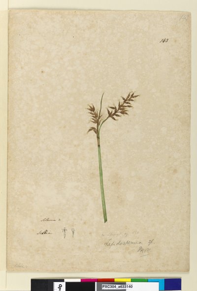 Pagina 143. Lepidosperma door John William Lewin