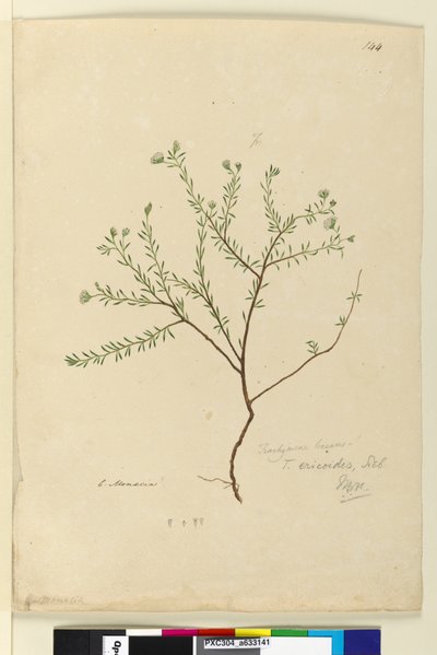 Pagina 144. Trachymene linearis door John William Lewin