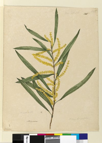 Pagina 145. Acacia longifolia door John William Lewin