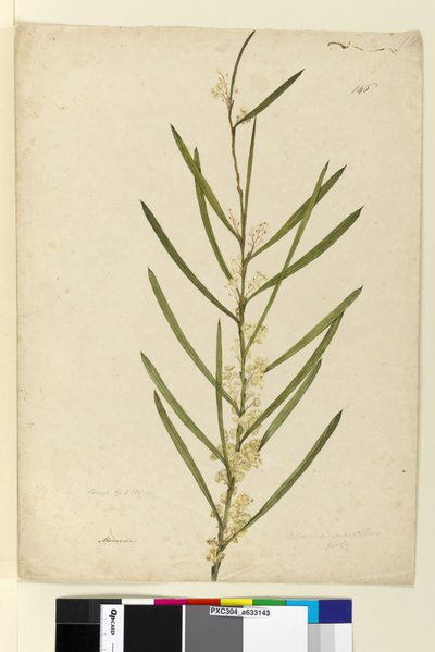 Pagina 146. Acacia suaveolens door John William Lewin