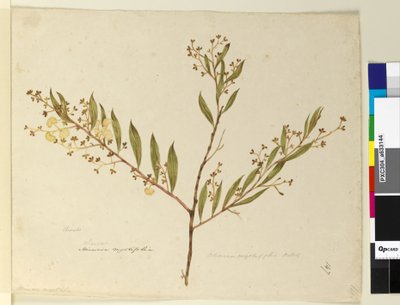 Pagina 147. Acacia myrtifolia door John William Lewin