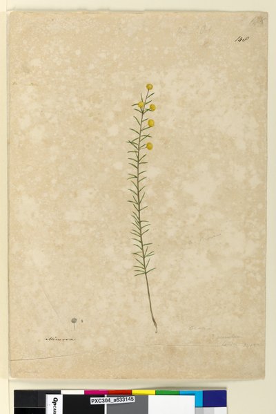 Pagina 148. Acacia aciculares, c.1803-06 door John William Lewin