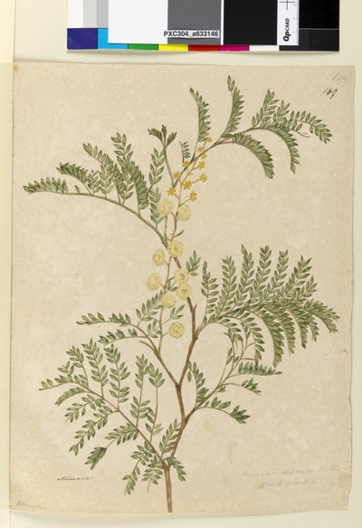 Pagina 149. Acacia discolorAcacia terminalis door John William Lewin