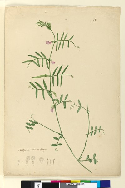 Pagina 150. Lathyrus door John William Lewin