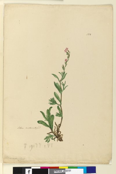 Pagina 154. Silene genaturaliseerd door John William Lewin