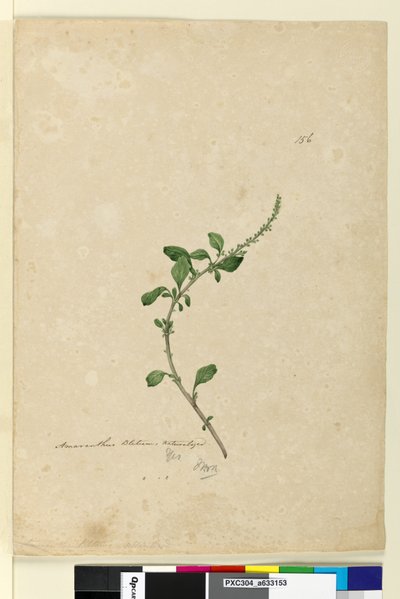 Pagina 156. Amaranthus Blitum door John William Lewin