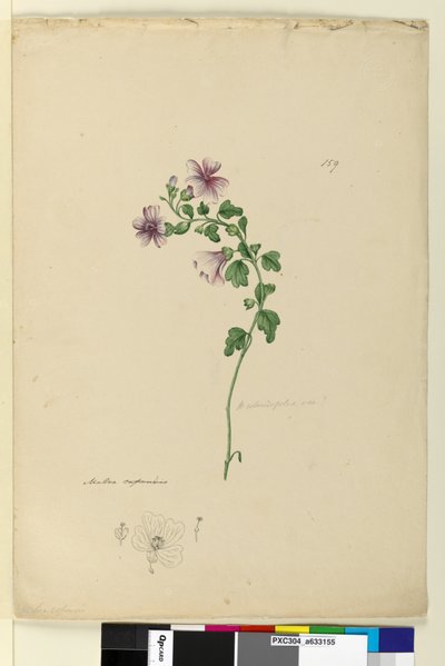 Pagina 159. Malva capensis door John William Lewin
