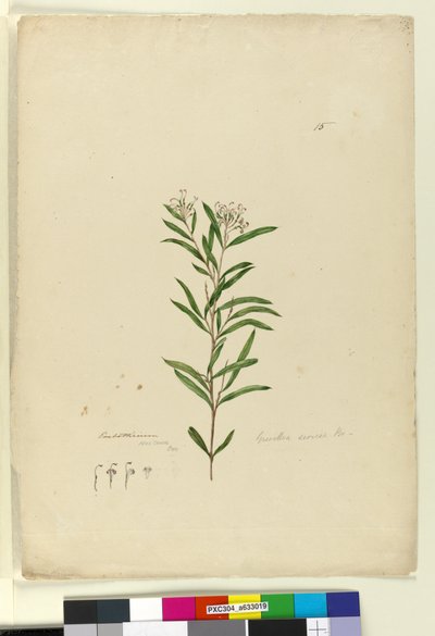 Pagina 15. Grevillea sericea, c.1803-06 door John William Lewin