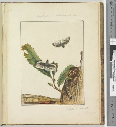 Pagina 15. Plaat 4 Cryptophasa alba, costa Lewin door John William Lewin